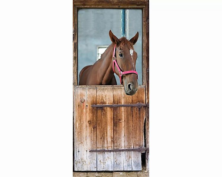 Trtapete "Pferd Fury" 0,91x2,11 m / selbstklebende Folie günstig online kaufen