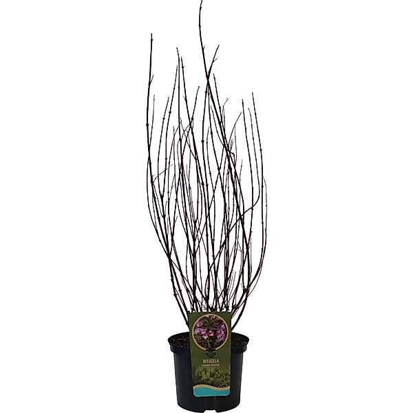 GROW by OBI Weigelie Victoria Höhe ca. 60 - 80 cm Topf ca. 7,5, günstig online kaufen