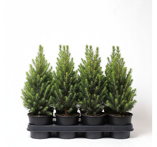 Pflanzen für Dich Konifere Picea glauca 'Conica' 1L 15- 20, 1 St., kegelfor günstig online kaufen