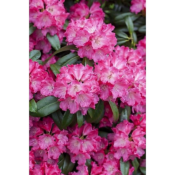 Rhododendron Hybr. Germania Inkarho Rosa Blüten 90–100 cm günstig online kaufen