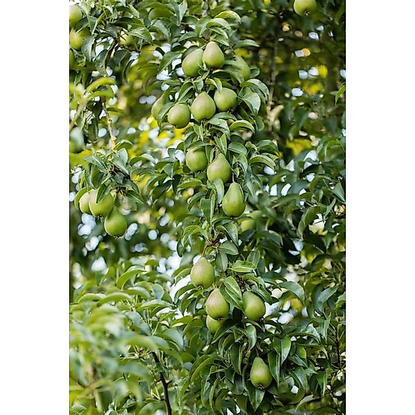 Pflanzen für Dich Obstpflanze Pyrus communis Gräfin von Paris, 1 St., Gräfi günstig online kaufen