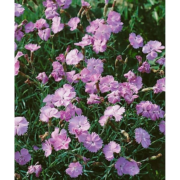 Dianthus Gratianop. Blauigel Pfingstnelke Ca. 9x9 cm Topf günstig online kaufen