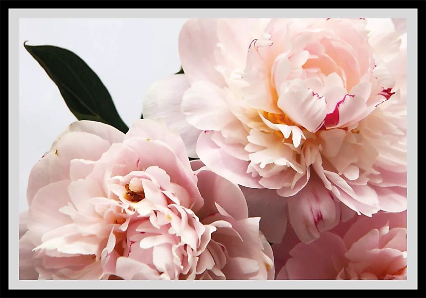 queence Bild "Runa", Blumen, Rosen, gerahmt günstig online kaufen