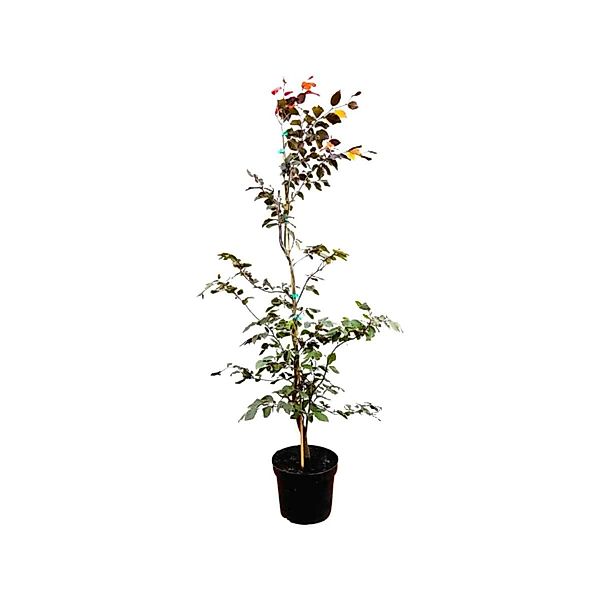 Fagus sylvatica 'Purpurea' 150-175 cm günstig online kaufen