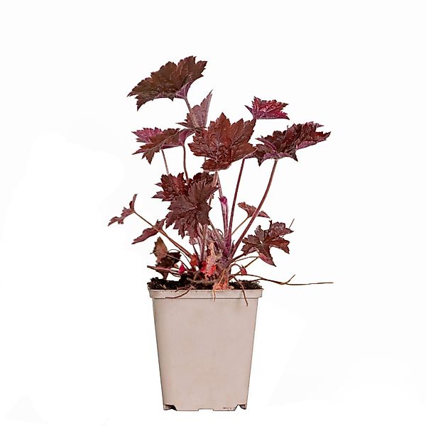 Casa Caron | Heuchera micrantha Palace Purple günstig online kaufen