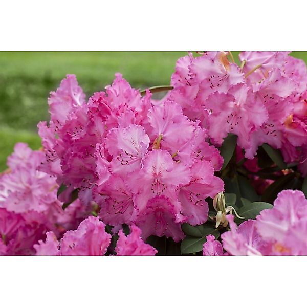 Rhododendron Hybr. Haithabu Rhododendron Rosa Blüten 40–50 cm günstig online kaufen