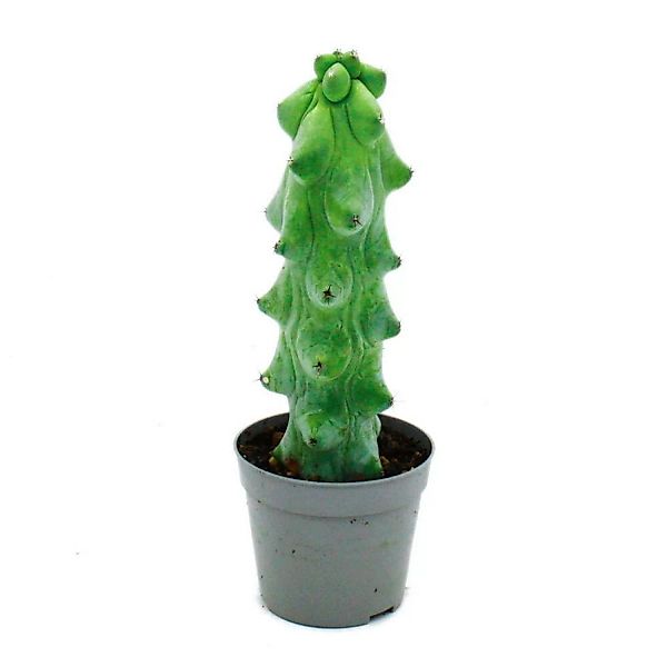 Exotenherz Myrtillocactus Geometrizans Cv. Fukurokuryuzinboku Boobie-Kaktus günstig online kaufen
