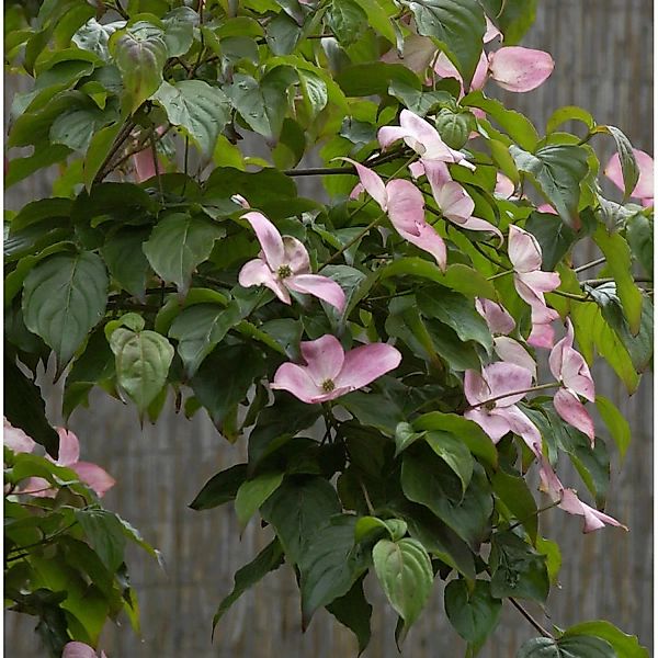 Japanischer Blumenhartriegel Satomi 80-100cm - Cornus kousa günstig online kaufen