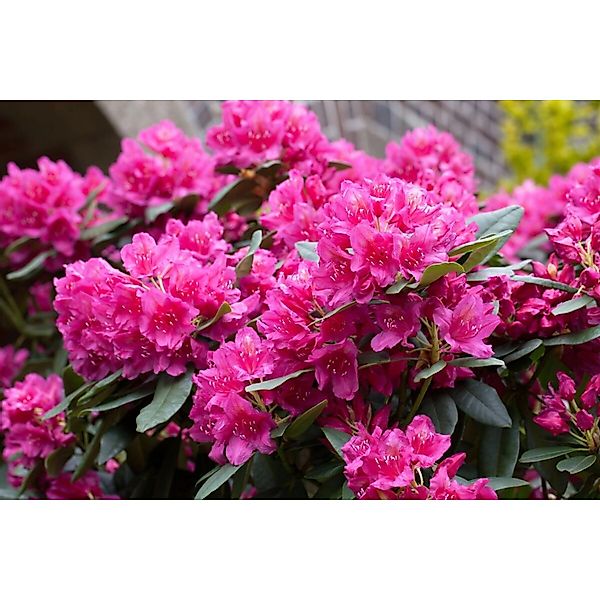 Rhododendron Hybr. Dr. H. C. Dresselhuys Rot 30–40 cm günstig online kaufen