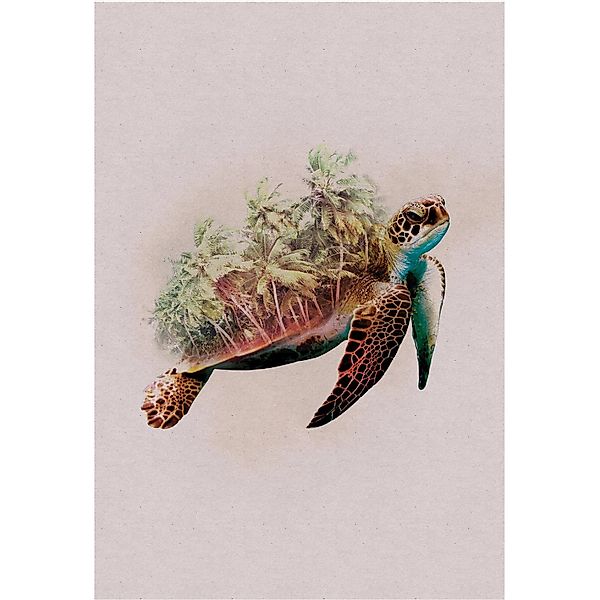 Komar Wandbild Animals Turtle 50 x 70 cm günstig online kaufen
