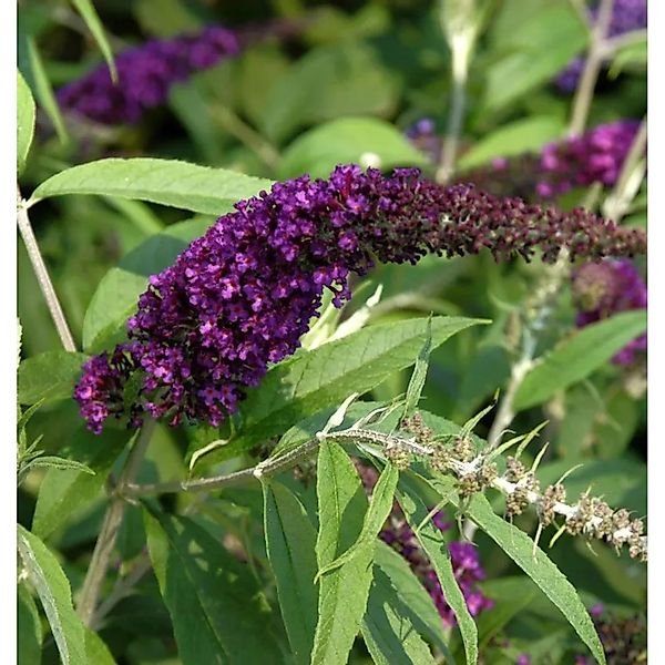 Hochstamm Sommerflieder Black Knight 80-100cm - Buddleja günstig online kaufen