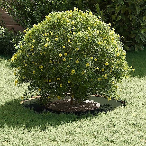 vidaXL Blumentopf Flache Baumringe 5 pcs günstig online kaufen