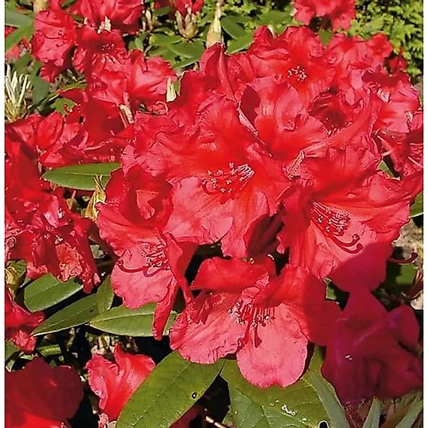 Großblumige Rhododendron Vulcan 50-60cm - Alpenrose günstig online kaufen