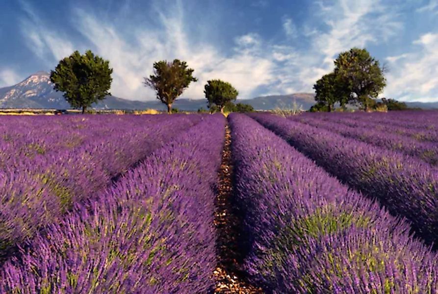 Papermoon Fototapete »Lavendelfeld« günstig online kaufen
