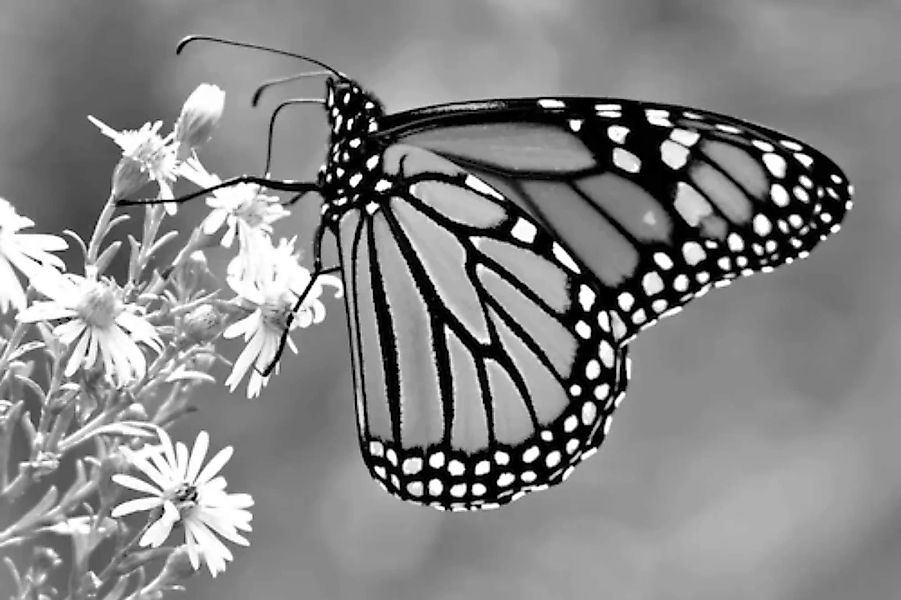 Papermoon Fototapete »Schmetterling Schwarz & Weiß« günstig online kaufen