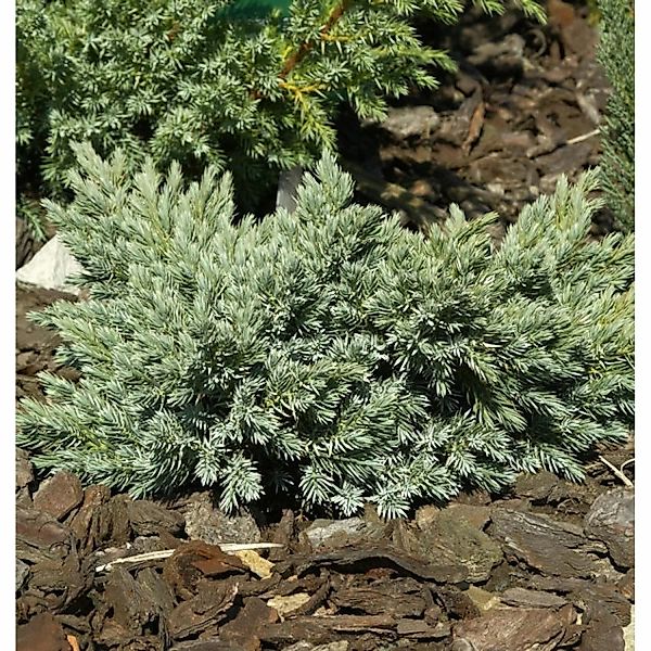 Blauer Sternwacholder 20-25cm - Juniperus squamata günstig online kaufen