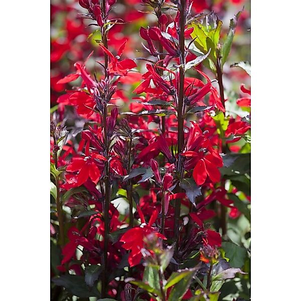 Lobelia X Speciosa Kardinalslobelie Ca. 9x9 cm Topf günstig online kaufen