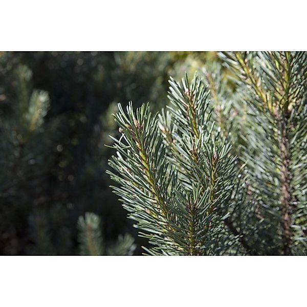 Pinus Sylvestris Watereri Waldkiefer Kompakt 25–30 cm günstig online kaufen