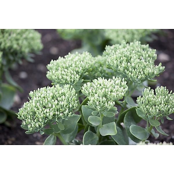 Sedum Telephium Purpur Fetthenne Ca. 9x9 cm Topf günstig online kaufen