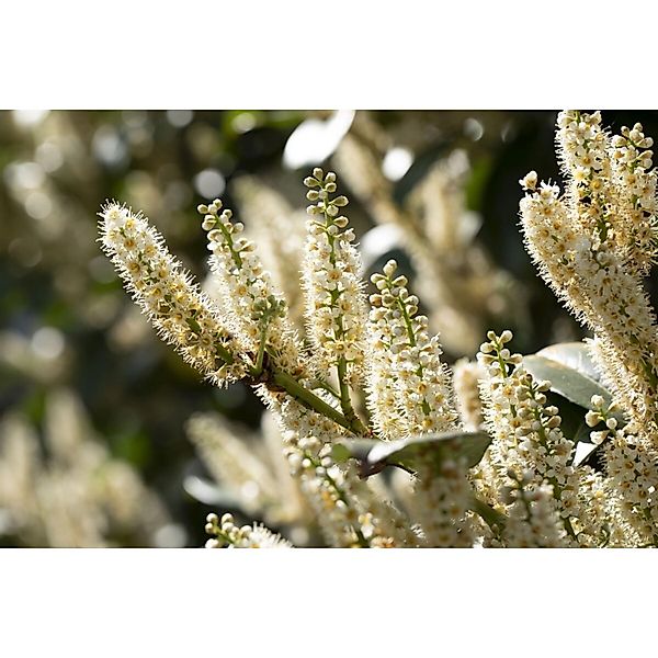 Prunus laurocerasus 'Piranha' -R- 30-40 cm günstig online kaufen