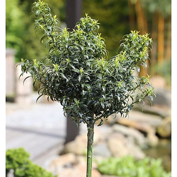 Hochstamm Stechpalme Ilex Heckenzwerg 80-100cm - Ilex meserveae günstig online kaufen