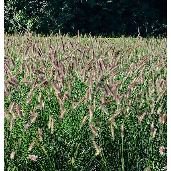 Lampenputzergras Hameln - großer Topf - Pennisetum alopecuroides günstig online kaufen