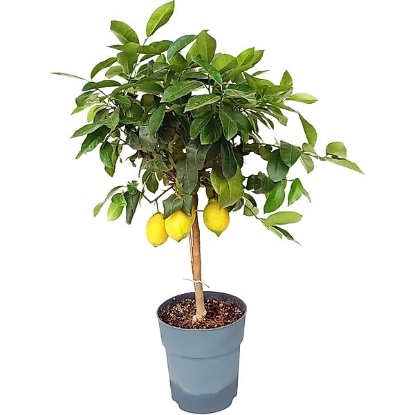 Sunny-Tree Zitronenbaum Große 90 Zentimeter Citrus Limon Obstbaum Fruchtbil günstig online kaufen