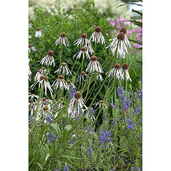 Echinacea Pallida Scheinsonnenhut Ca. 9x9 cm Topf günstig online kaufen