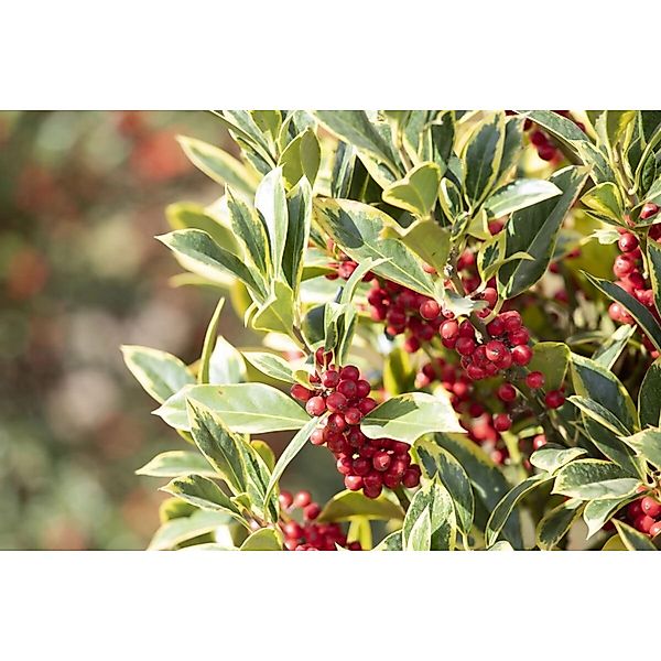 Ilex Aquifolium Aurea Marginata Stechpalme Gelb-Grün 40–50 cm günstig online kaufen