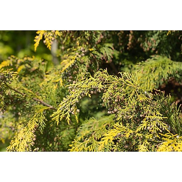 Chamaecyparis lawsoniana 'Kelleriis Gold' 150-175 cm günstig online kaufen