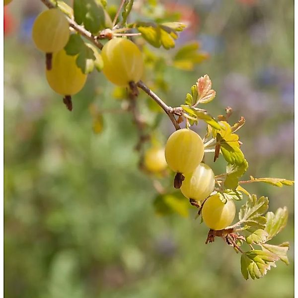 Hochstamm Stachelbeere Mucurines 80-100cm - Ribes uva-crispa günstig online kaufen