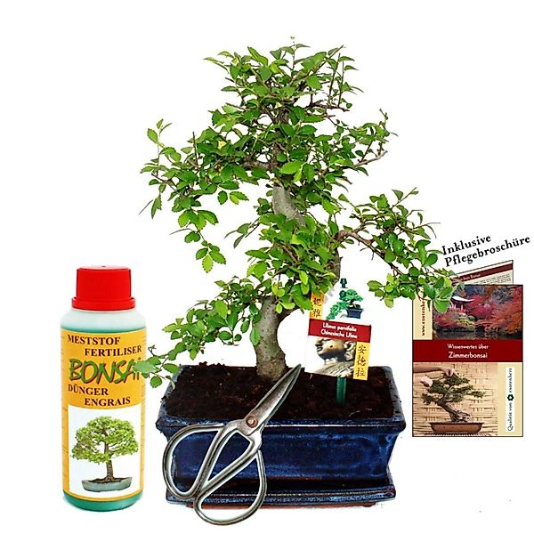 Exotenherz Geschenkset Bonsai Ulmus Chinesische Ulme ca. 8 Jahre Alt Anfäng günstig online kaufen