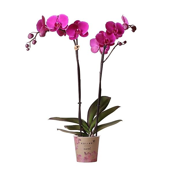 Kolibri Lila Phalaenopsis Orchidee Mineral Violett Joyride Topfgröße 12 cm günstig online kaufen