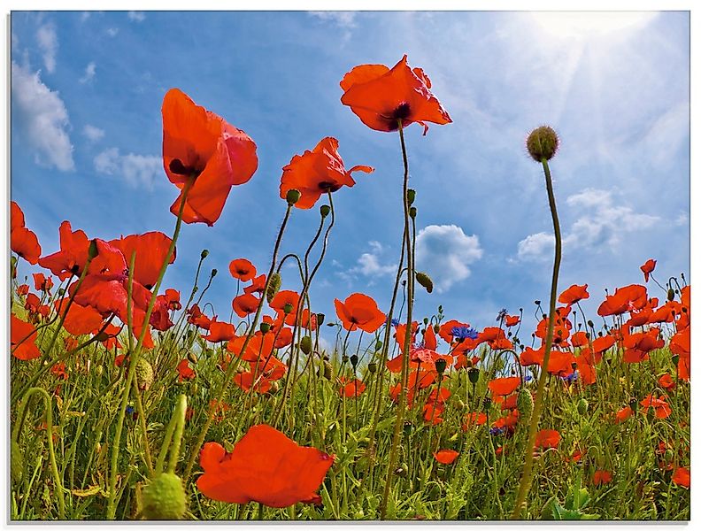 Artland Glasbild "Mohnblumenfeld" Blumen 1 Stk. tlg. in verschiedenen Größe günstig online kaufen