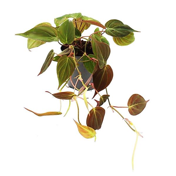 Exotenherz Philodendron Micans Dunkler Kletternder Baumfreund 12cm Topf günstig online kaufen