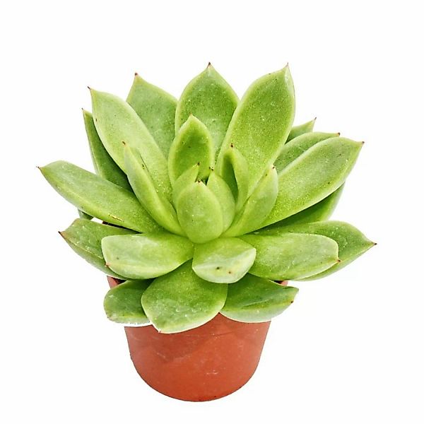 Exotenherz Echeveria Agavoides Kleine Pflanze im 5,5cm Topf günstig online kaufen