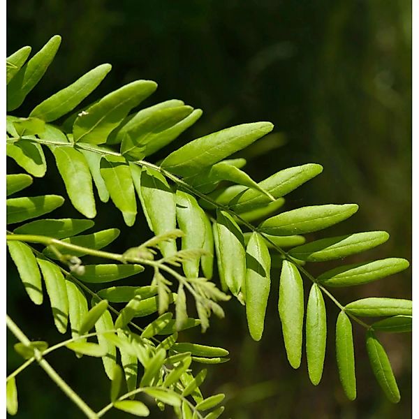 Lederhülsenbaum 80-100cm - Gleditsia triacanthos günstig online kaufen