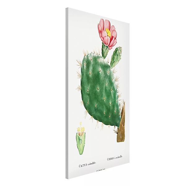 Magnettafel Blumen - Hochformat 3:4 Botanik Vintage Illustration Kaktus Ros günstig online kaufen