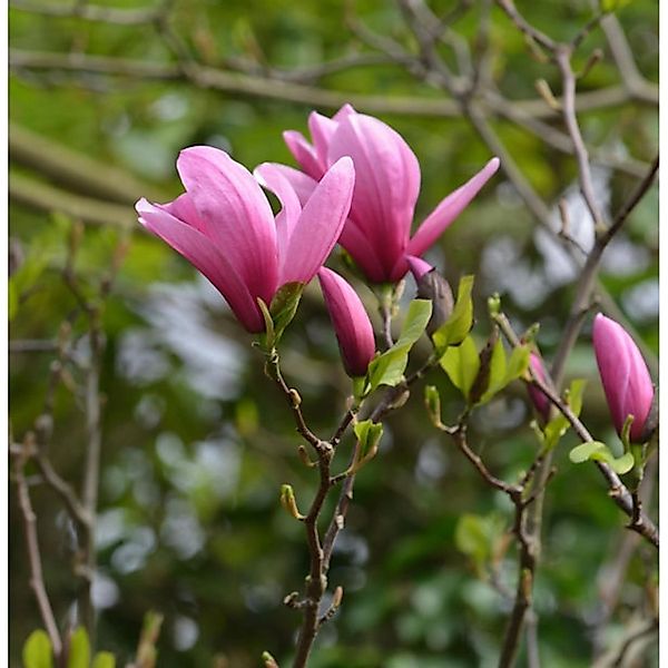 Magnolie Shirazz 100-125cm - Magnolia günstig online kaufen