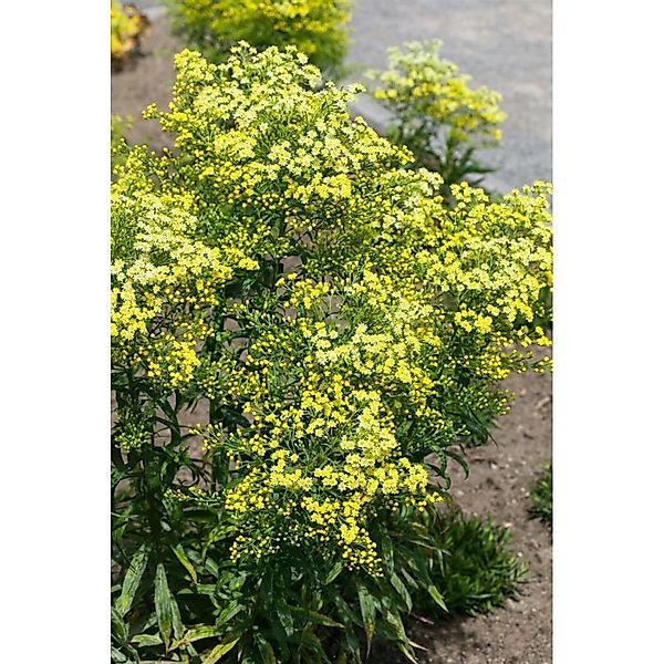 Solidago Virgaurea Ssp.virgaurea Echte Goldrute Ca. 9x9 cm Topf günstig online kaufen