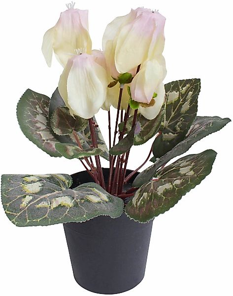 Botanic-Haus Kunstblume "Alpenveilchen" günstig online kaufen