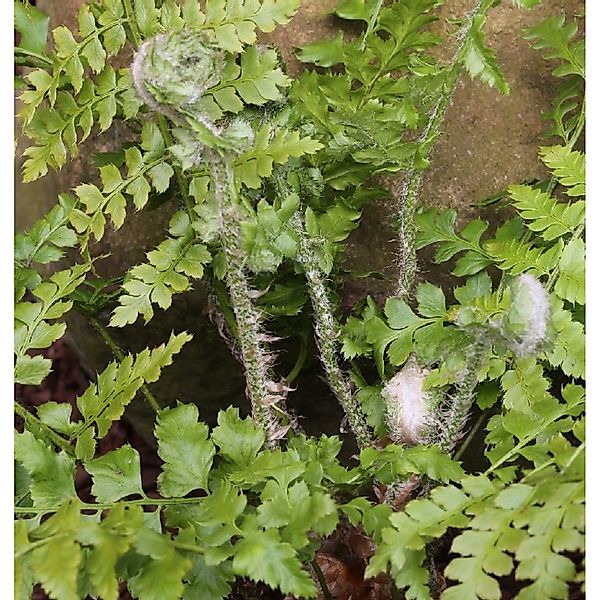 Weicher Schildfarn - großer Topf - Polystichum setiferum günstig online kaufen