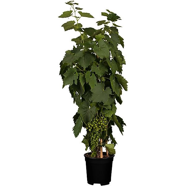 GROW by OBI Weintraube Phoenix Topf ca. 3, Vitis vinifera günstig online kaufen