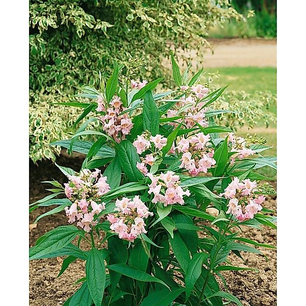 Chitalpa Summer Bells Rosa Blüten 100–125 cm günstig online kaufen