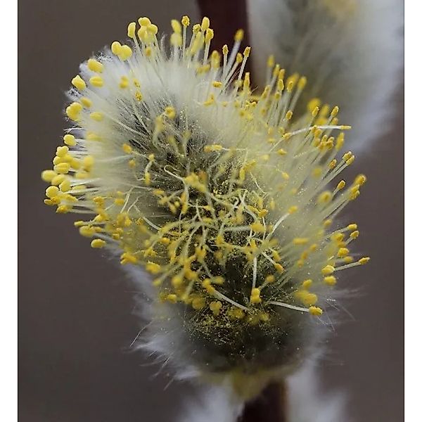 Hängeweide Nico 40-50cm - Salix caprea günstig online kaufen