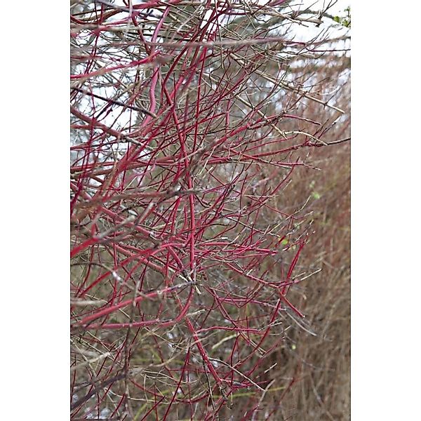 Cornus Alba Sibirica Hartriegel Leuchtend Rot 60–100 cm günstig online kaufen