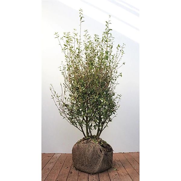 Ligustrum vulgare 'Atrovirens' 100-125 cm günstig online kaufen