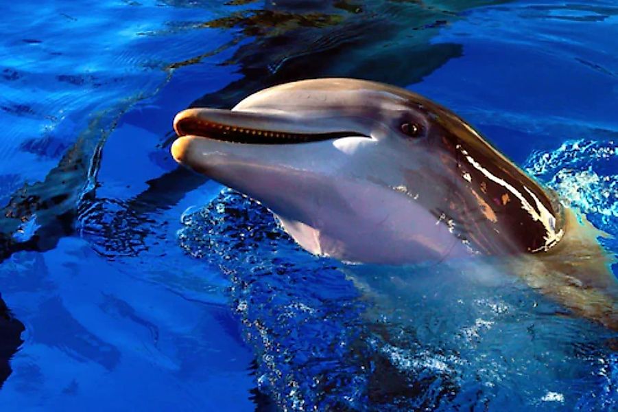 Papermoon Fototapete »Delfin« günstig online kaufen
