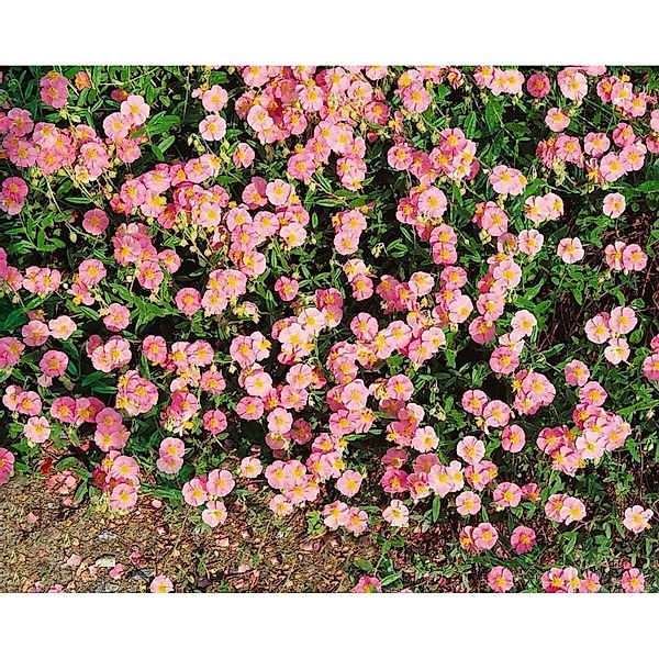 Helainthemum Lawrenson S Pink Sonnenröschen 2 Liter Container günstig online kaufen