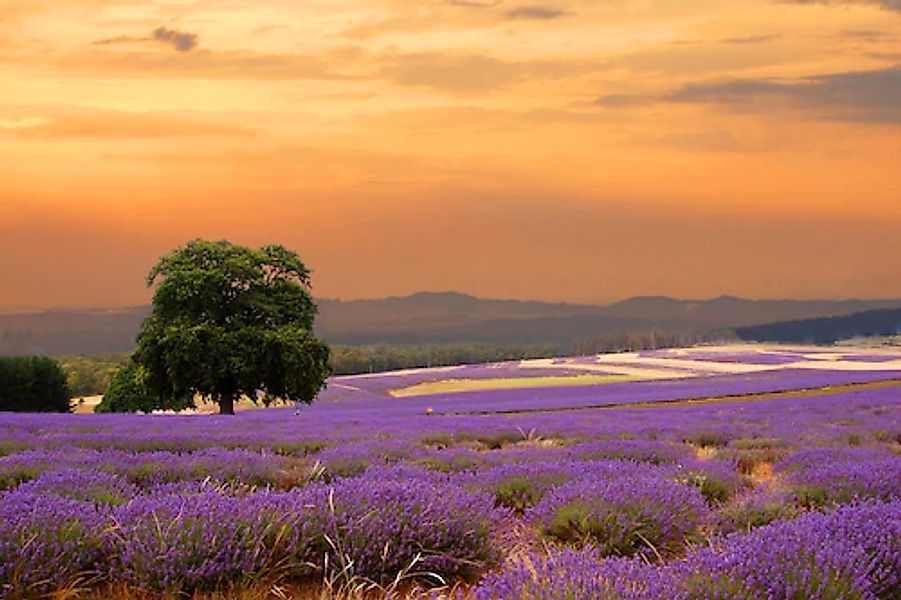 Papermoon Fototapete »Lavender Field« glatt günstig online kaufen